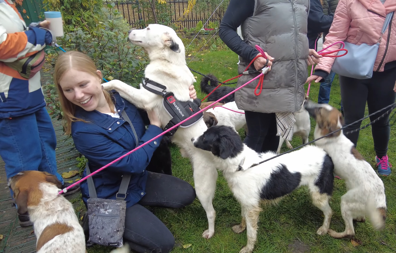 A woman smiles as she is surrounded by adoptable dogs. She is crouching down. One dog has kept up on two feet into her arms. 