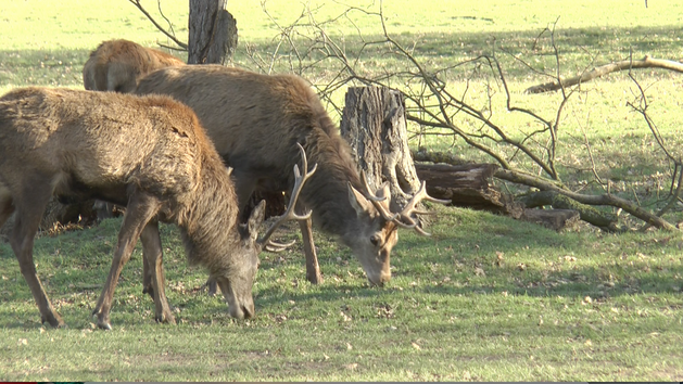 Two deer grazing in Richmond Park 