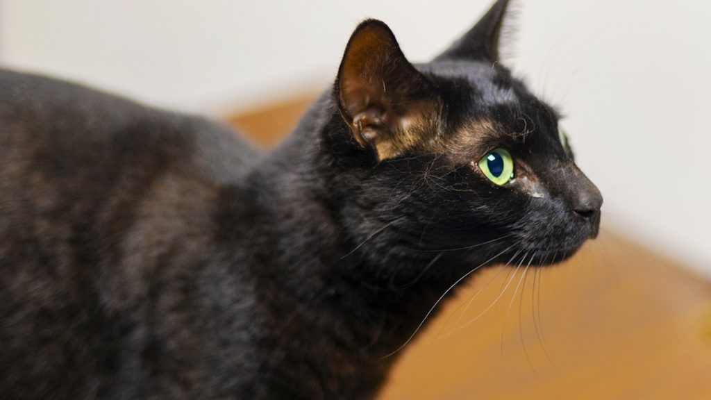 Man named and charged with animal cruelty after cat deaths - City News
