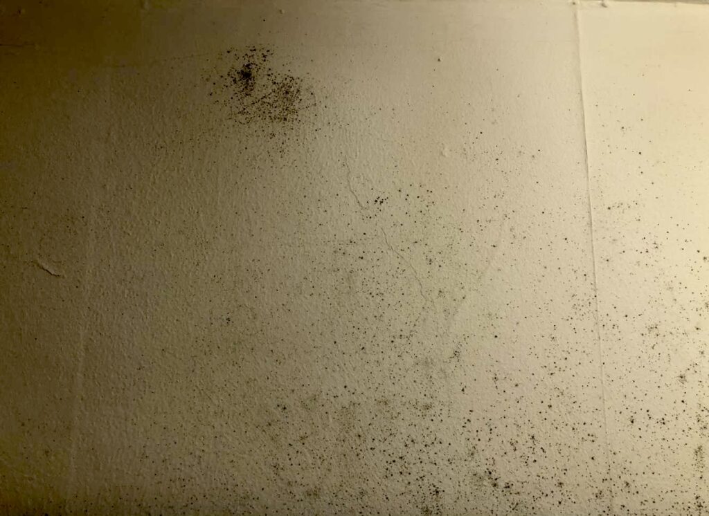 Mouldy wall