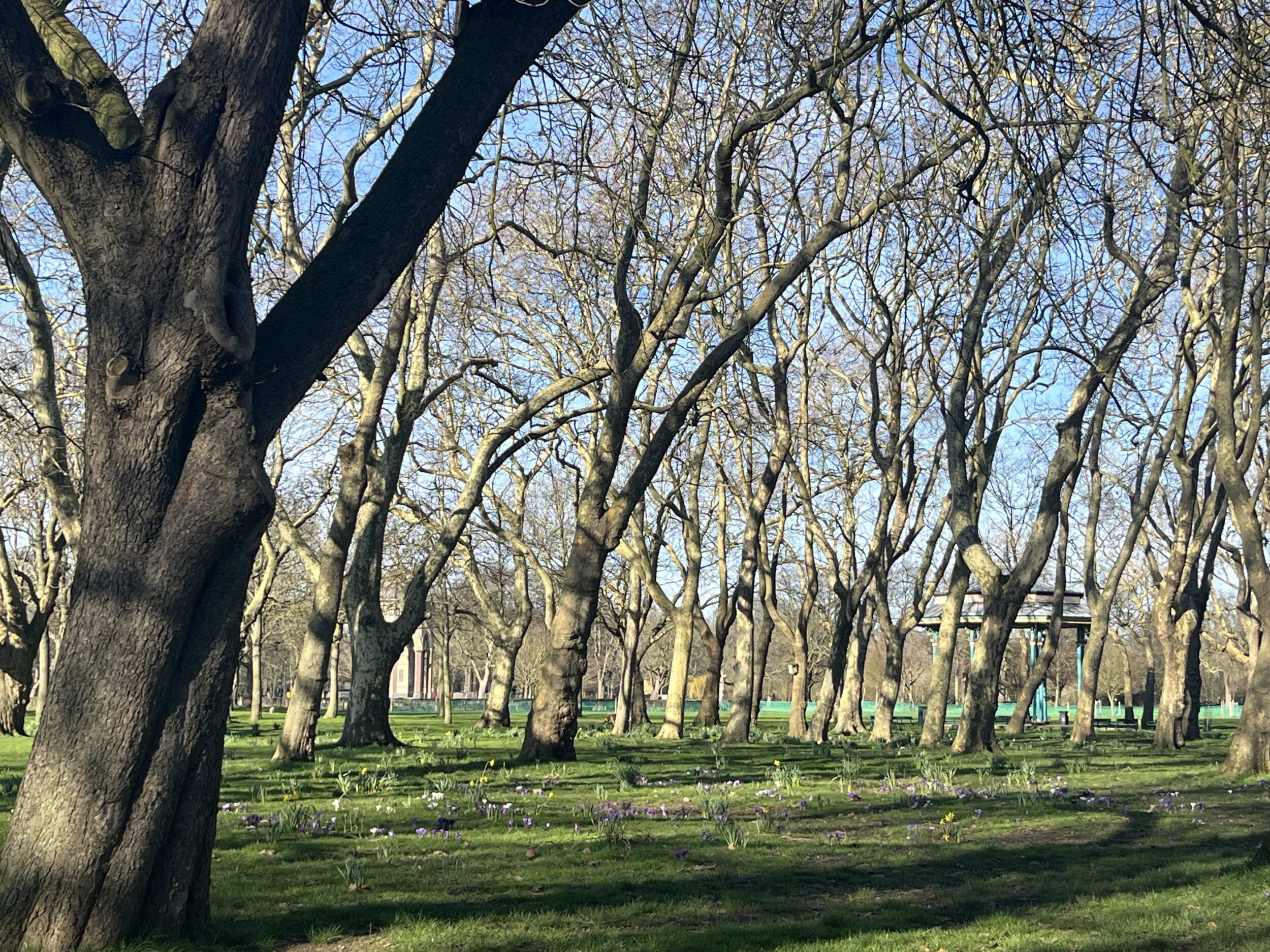 A picture of Victoria Park showing trees and flowers against a blue sky 