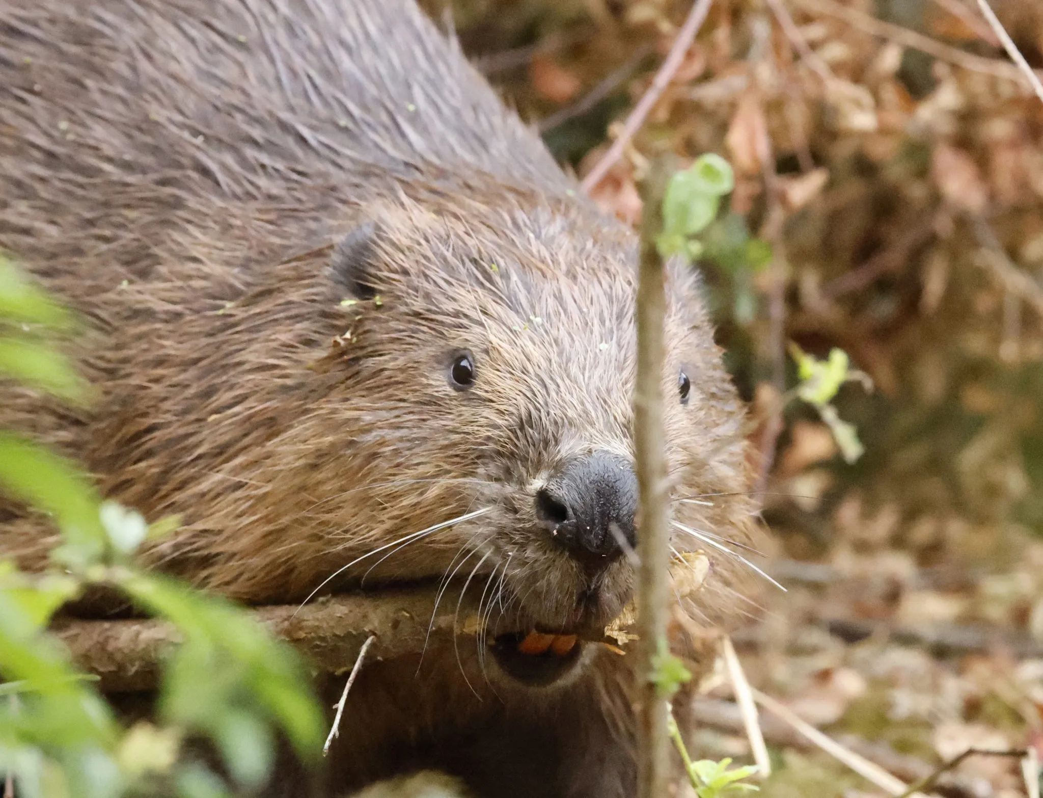 Beaver eating a stick