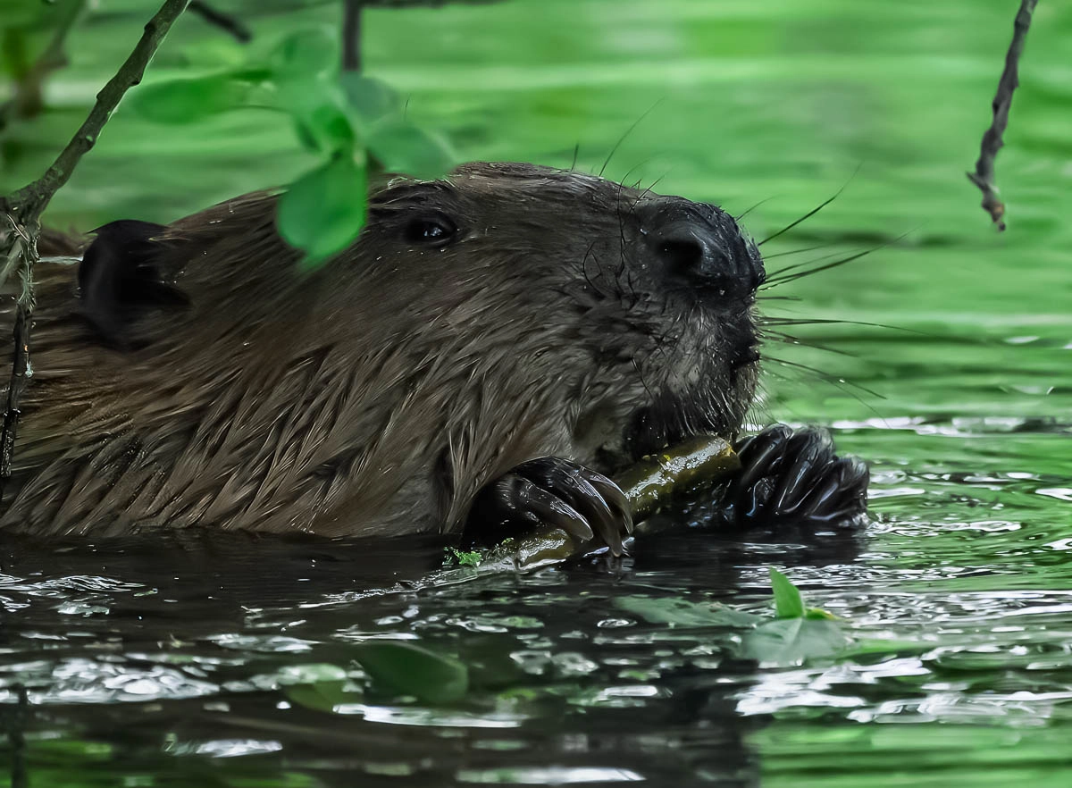 Beaver eating a stick in water